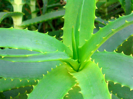 /dateien/mg25577,1222118105,aloe vera